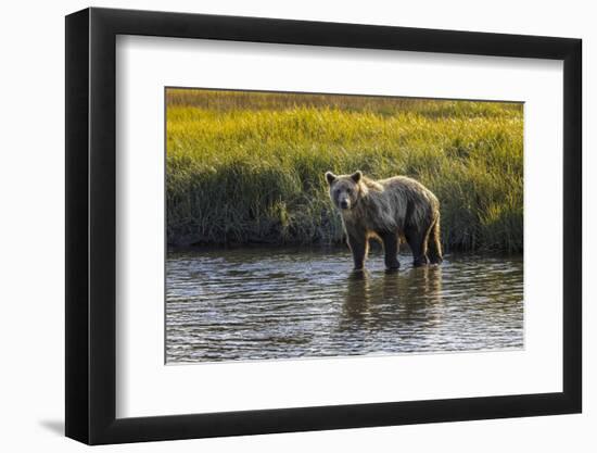 Grizzly bear cub crossing grassy meadow, Lake Clark NP and Preserve, Alaska, Silver Salmon Creek-Adam Jones-Framed Photographic Print