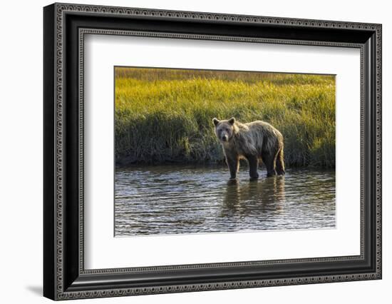 Grizzly bear cub crossing grassy meadow, Lake Clark NP and Preserve, Alaska, Silver Salmon Creek-Adam Jones-Framed Photographic Print