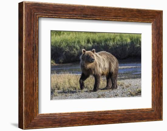 Grizzly bear cub crossing grassy meadow, Lake Clark NP and Preserve, Alaska, Silver Salmon Creek-Adam Jones-Framed Photographic Print