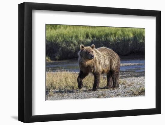 Grizzly bear cub crossing grassy meadow, Lake Clark NP and Preserve, Alaska, Silver Salmon Creek-Adam Jones-Framed Photographic Print