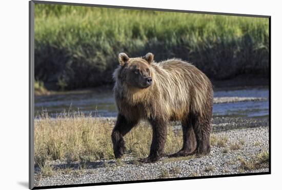 Grizzly bear cub crossing grassy meadow, Lake Clark NP and Preserve, Alaska, Silver Salmon Creek-Adam Jones-Mounted Photographic Print