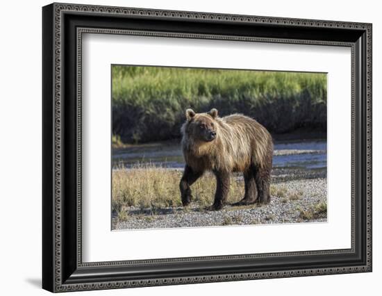 Grizzly bear cub crossing grassy meadow, Lake Clark NP and Preserve, Alaska, Silver Salmon Creek-Adam Jones-Framed Photographic Print