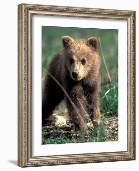 Grizzly Bear Cub in Alpine Meadow near Highway Pass, Denali National Park, Alaska-Paul Souders-Framed Photographic Print