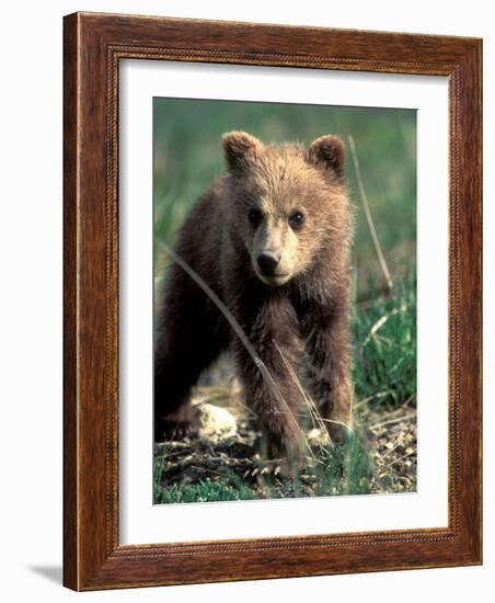 Grizzly Bear Cub in Alpine Meadow near Highway Pass, Denali National Park, Alaska-Paul Souders-Framed Photographic Print