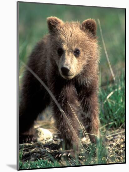Grizzly Bear Cub in Alpine Meadow near Highway Pass, Denali National Park, Alaska-Paul Souders-Mounted Photographic Print