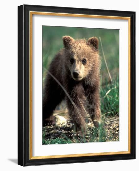 Grizzly Bear Cub in Alpine Meadow near Highway Pass, Denali National Park, Alaska-Paul Souders-Framed Photographic Print