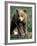 Grizzly Bear Cub in Alpine Meadow near Highway Pass, Denali National Park, Alaska-Paul Souders-Framed Photographic Print