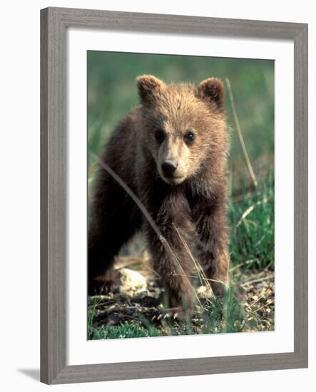 Grizzly Bear Cub in Alpine Meadow near Highway Pass, Denali National Park, Alaska-Paul Souders-Framed Photographic Print