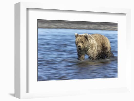 Grizzly bear cub, Lake Clark National Park and Preserve, Alaska-Adam Jones-Framed Photographic Print