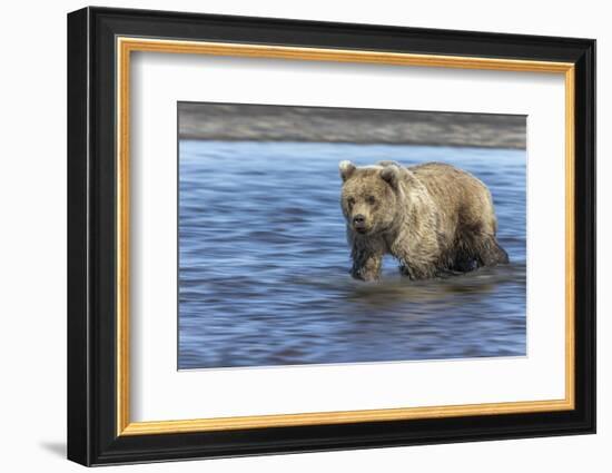 Grizzly bear cub, Lake Clark National Park and Preserve, Alaska-Adam Jones-Framed Photographic Print