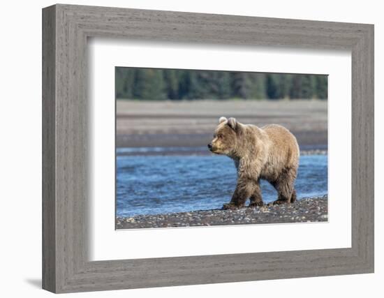 Grizzly bear cub, Lake Clark National Park and Preserve, Alaska.-Adam Jones-Framed Photographic Print