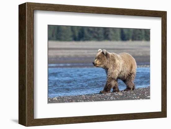 Grizzly bear cub, Lake Clark National Park and Preserve, Alaska.-Adam Jones-Framed Photographic Print