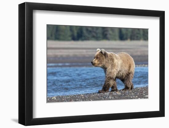 Grizzly bear cub, Lake Clark National Park and Preserve, Alaska.-Adam Jones-Framed Photographic Print