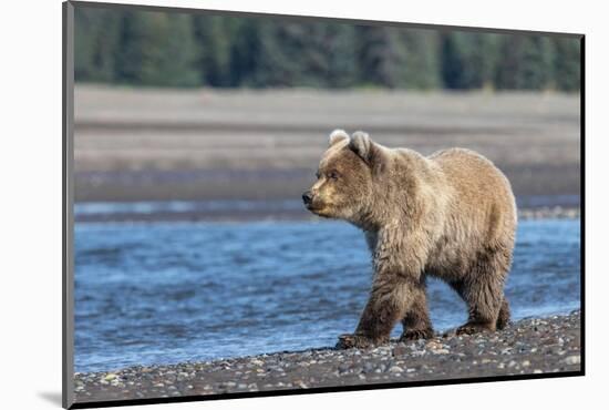 Grizzly bear cub, Lake Clark National Park and Preserve, Alaska.-Adam Jones-Mounted Photographic Print