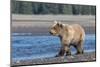 Grizzly bear cub, Lake Clark National Park and Preserve, Alaska.-Adam Jones-Mounted Photographic Print