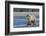 Grizzly bear cub, Lake Clark National Park and Preserve, Alaska.-Adam Jones-Framed Photographic Print