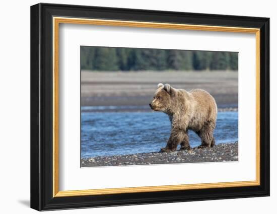 Grizzly bear cub, Lake Clark National Park and Preserve, Alaska.-Adam Jones-Framed Photographic Print