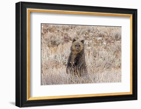 Grizzly bear cub standing up, Grand Teton NP, Wyoming, USA-George Sanker-Framed Photographic Print