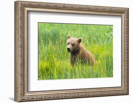 Grizzly Bear Cub-Richard Wong-Framed Photographic Print