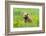 Grizzly Bear Cub-Richard Wong-Framed Photographic Print