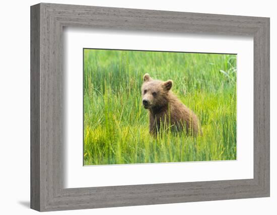 Grizzly Bear Cub-Richard Wong-Framed Photographic Print