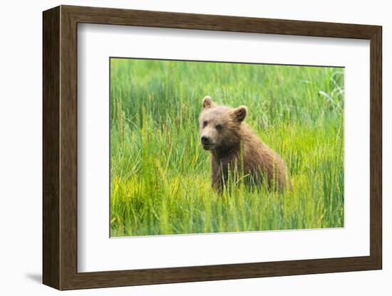 Grizzly Bear Cub-Richard Wong-Framed Photographic Print