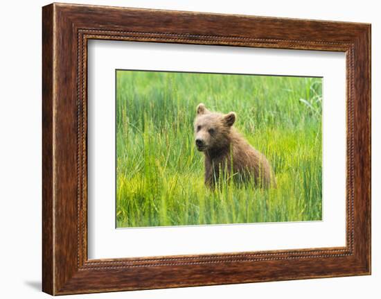 Grizzly Bear Cub-Richard Wong-Framed Photographic Print
