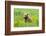 Grizzly Bear Cub-Richard Wong-Framed Photographic Print