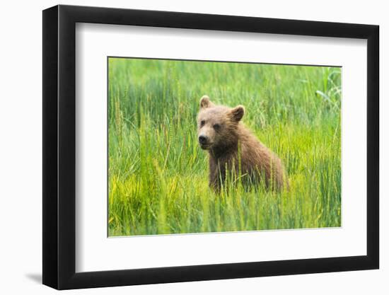 Grizzly Bear Cub-Richard Wong-Framed Photographic Print