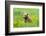 Grizzly Bear Cub-Richard Wong-Framed Photographic Print