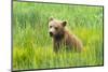 Grizzly Bear Cub-Richard Wong-Mounted Photographic Print
