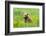 Grizzly Bear Cub-Richard Wong-Framed Photographic Print