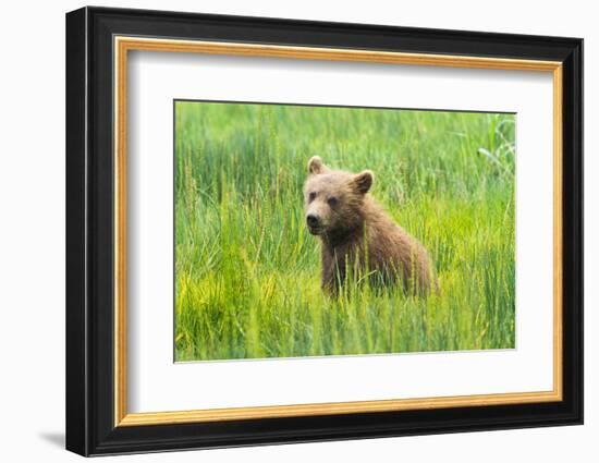 Grizzly Bear Cub-Richard Wong-Framed Photographic Print