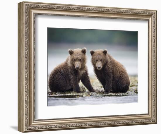 Grizzly Bear Cubs at Geographic Harbor in Katmai National Park-Paul Souders-Framed Photographic Print
