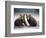 Grizzly Bear Cubs at Geographic Harbor in Katmai National Park-Paul Souders-Framed Photographic Print