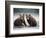 Grizzly Bear Cubs at Geographic Harbor in Katmai National Park-Paul Souders-Framed Photographic Print