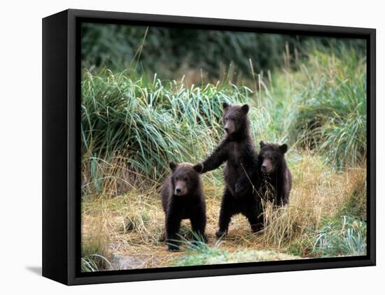 Grizzly Bear Cubs in Katmai National Park, Alaskan Peninsula, USA-Steve Kazlowski-Framed Premier Image Canvas