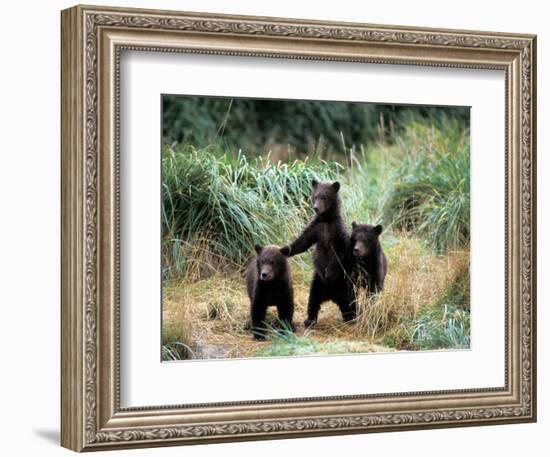 Grizzly Bear Cubs in Katmai National Park, Alaskan Peninsula, USA-Steve Kazlowski-Framed Photographic Print