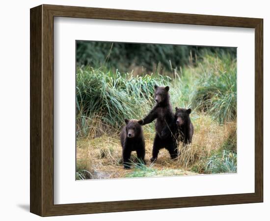 Grizzly Bear Cubs in Katmai National Park, Alaskan Peninsula, USA-Steve Kazlowski-Framed Photographic Print