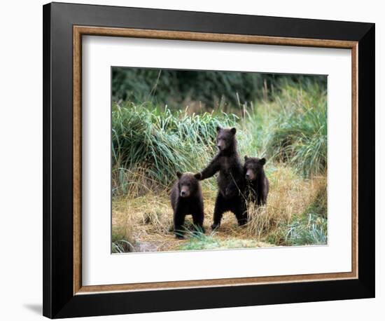 Grizzly Bear Cubs in Katmai National Park, Alaskan Peninsula, USA-Steve Kazlowski-Framed Photographic Print