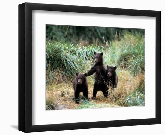 Grizzly Bear Cubs in Katmai National Park, Alaskan Peninsula, USA-Steve Kazlowski-Framed Photographic Print