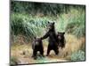 Grizzly Bear Cubs in Katmai National Park, Alaskan Peninsula, USA-Steve Kazlowski-Mounted Photographic Print
