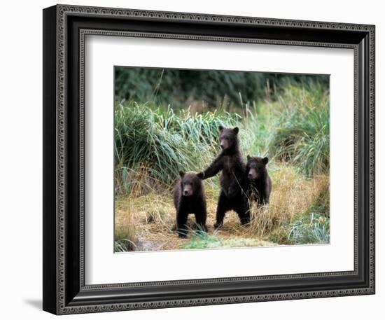 Grizzly Bear Cubs in Katmai National Park, Alaskan Peninsula, USA-Steve Kazlowski-Framed Photographic Print