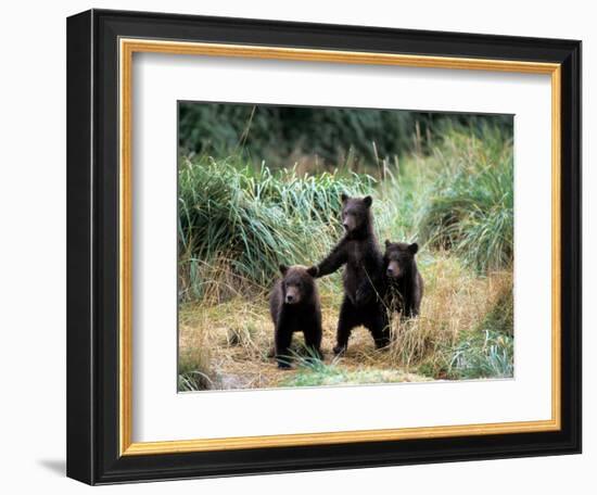 Grizzly Bear Cubs in Katmai National Park, Alaskan Peninsula, USA-Steve Kazlowski-Framed Photographic Print