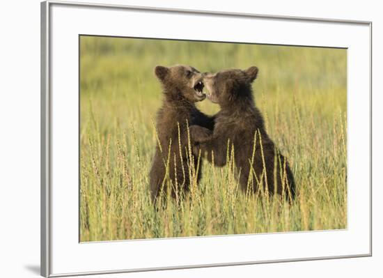 Grizzly bear cubs playfighting in a meadow.-Brenda Tharp-Framed Premium Photographic Print