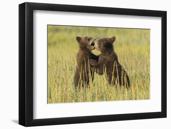 Grizzly bear cubs playfighting in a meadow.-Brenda Tharp-Framed Photographic Print