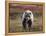 Grizzly Bear, Denali National Park, Alaska, USA-Hugh Rose-Framed Premier Image Canvas