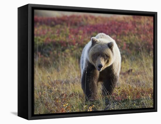 Grizzly Bear, Denali National Park, Alaska, USA-Hugh Rose-Framed Premier Image Canvas
