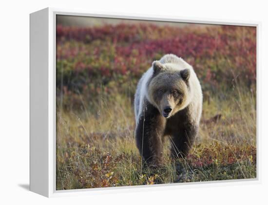 Grizzly Bear, Denali National Park, Alaska, USA-Hugh Rose-Framed Premier Image Canvas