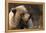 Grizzly Bear, Denali National Park, Alaska, USA-Gerry Reynolds-Framed Premier Image Canvas